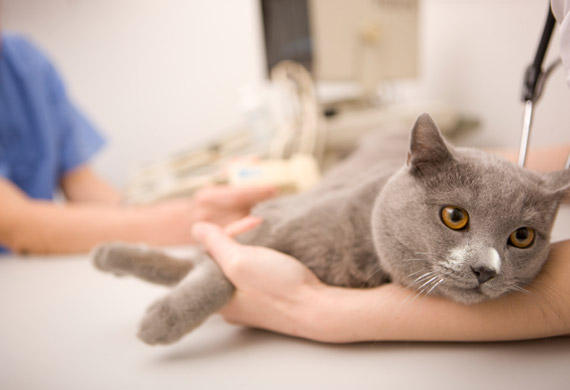 cat-at-veterinarian-iStock_000012554908Small