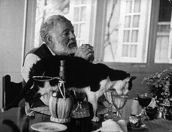 Эрнест Хемингуэй известен всем своей необычайно горячей любовью к кошкам.