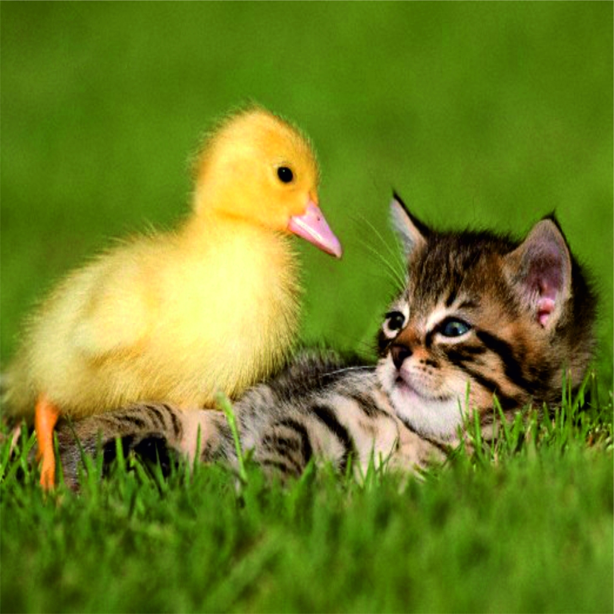 Cat duck. Котенок и утенок. Котенок и цыпленок. Милые котята и утята. Милые цыплята и котята.